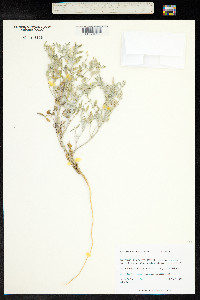 Image of Astragalus aridus