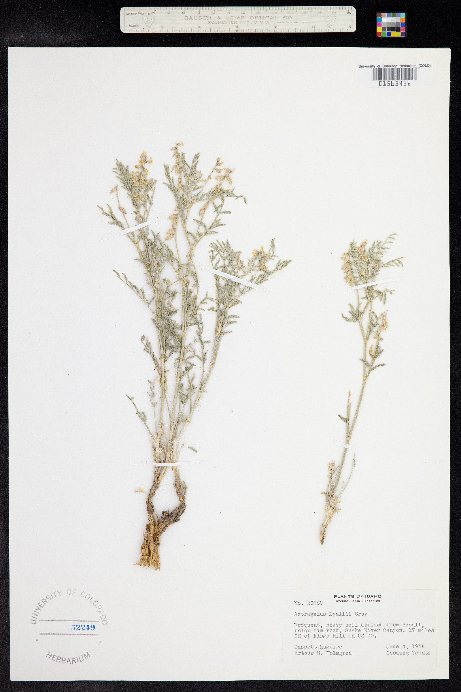 Astragalus lyallii image