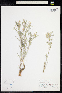 Astragalus lyallii image