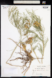 Astragalus pectinatus image