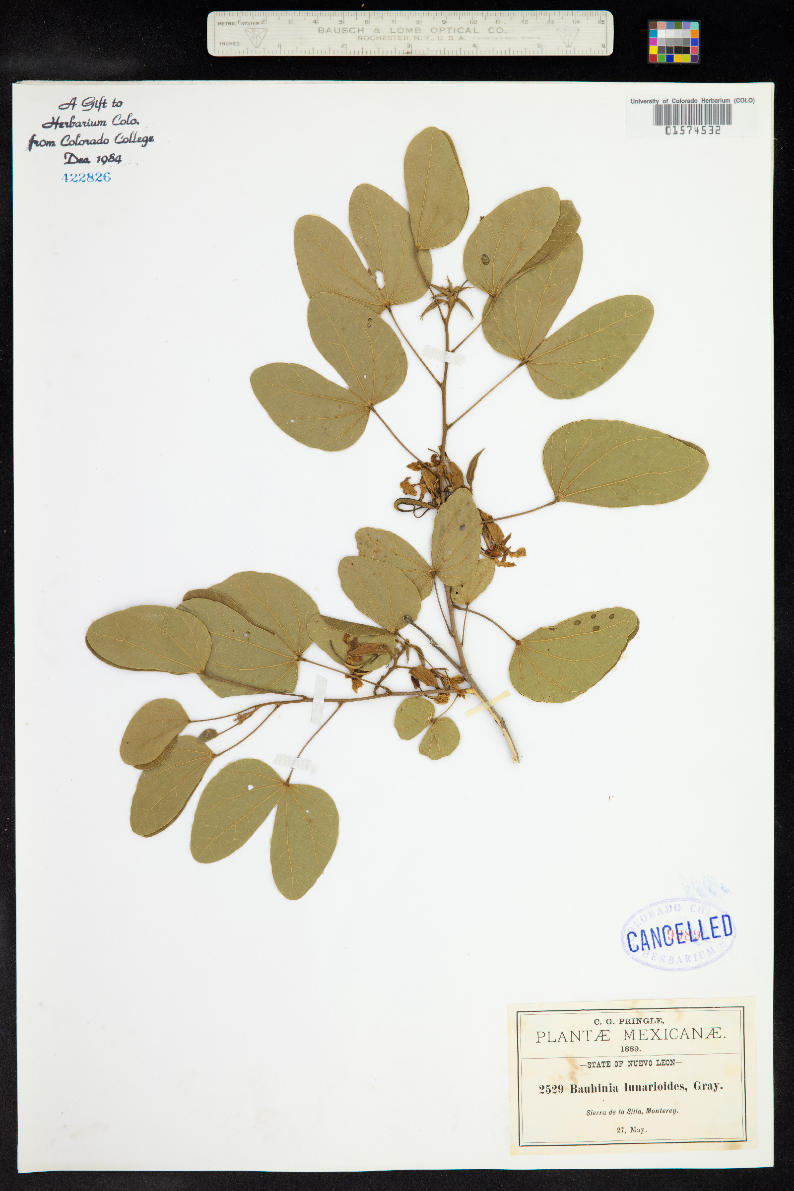 Bauhinia lunarioides image