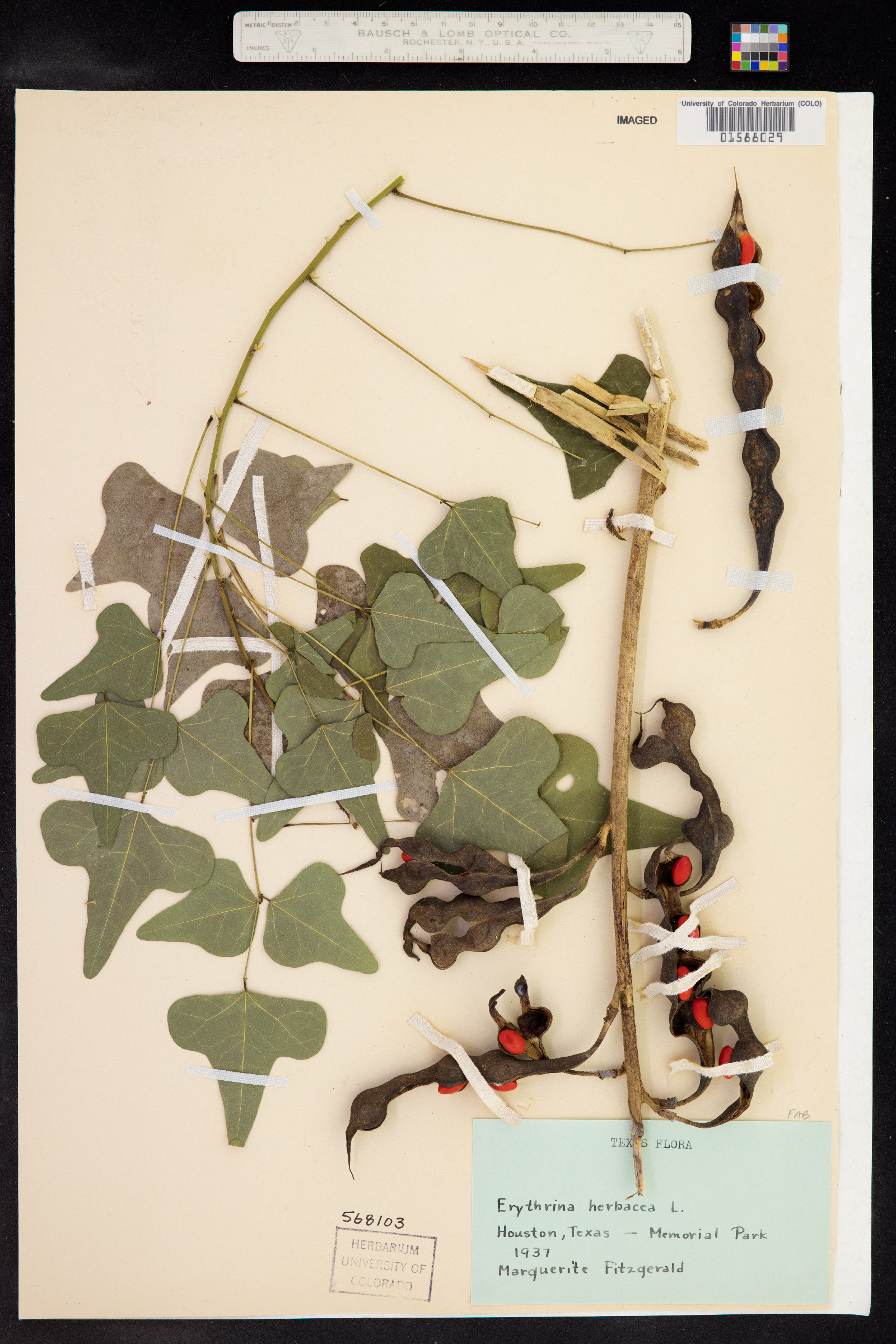 Erythrina herbacea image