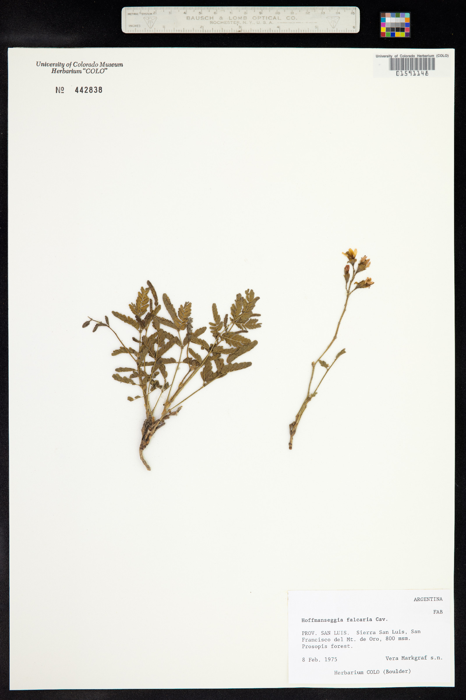 Hoffmannseggia glauca image