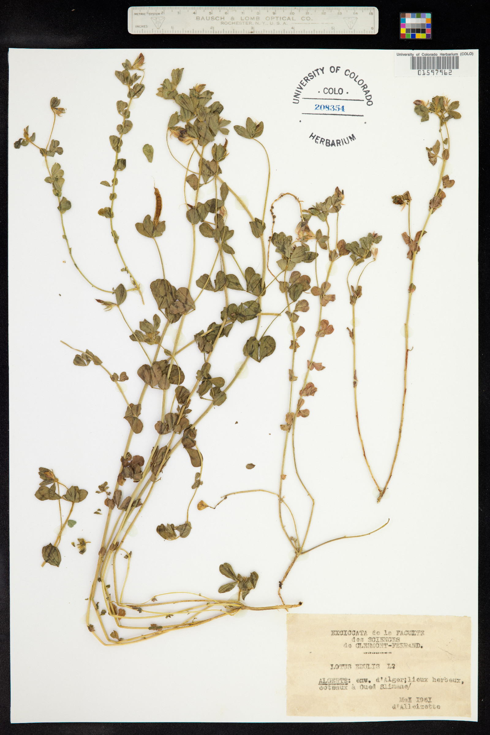 Lotus edulis image