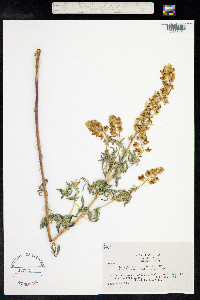 Image of Lupinus angustiflorus