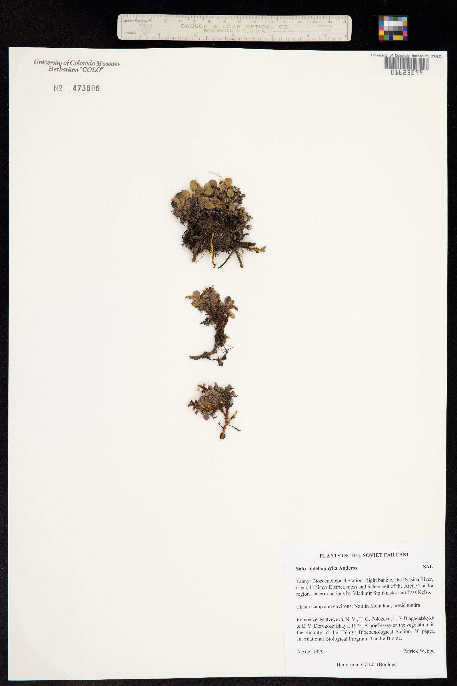 Salix phlebophylla image