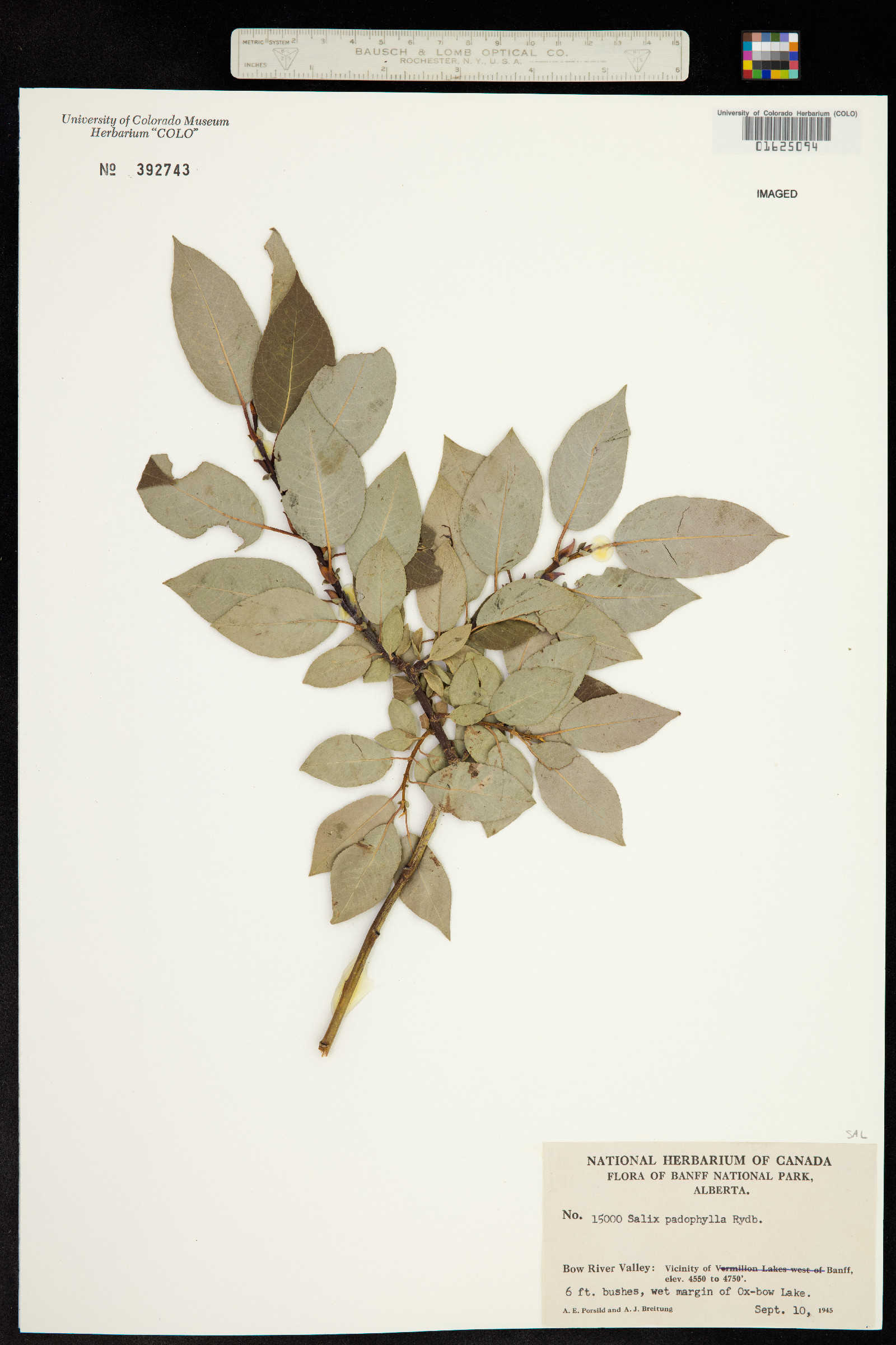 Salix padifolia image