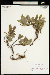 Salix stricta image