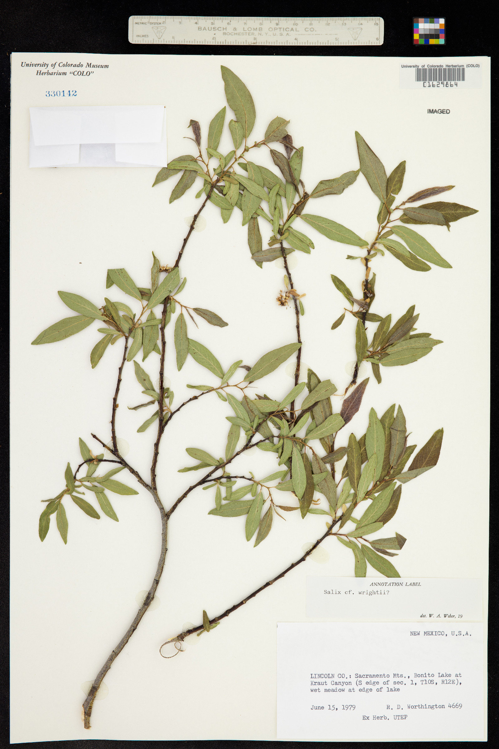 Salix X wrightii image