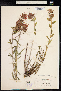 Castilleja miniata image