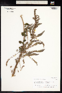 Hyptis pectinata image