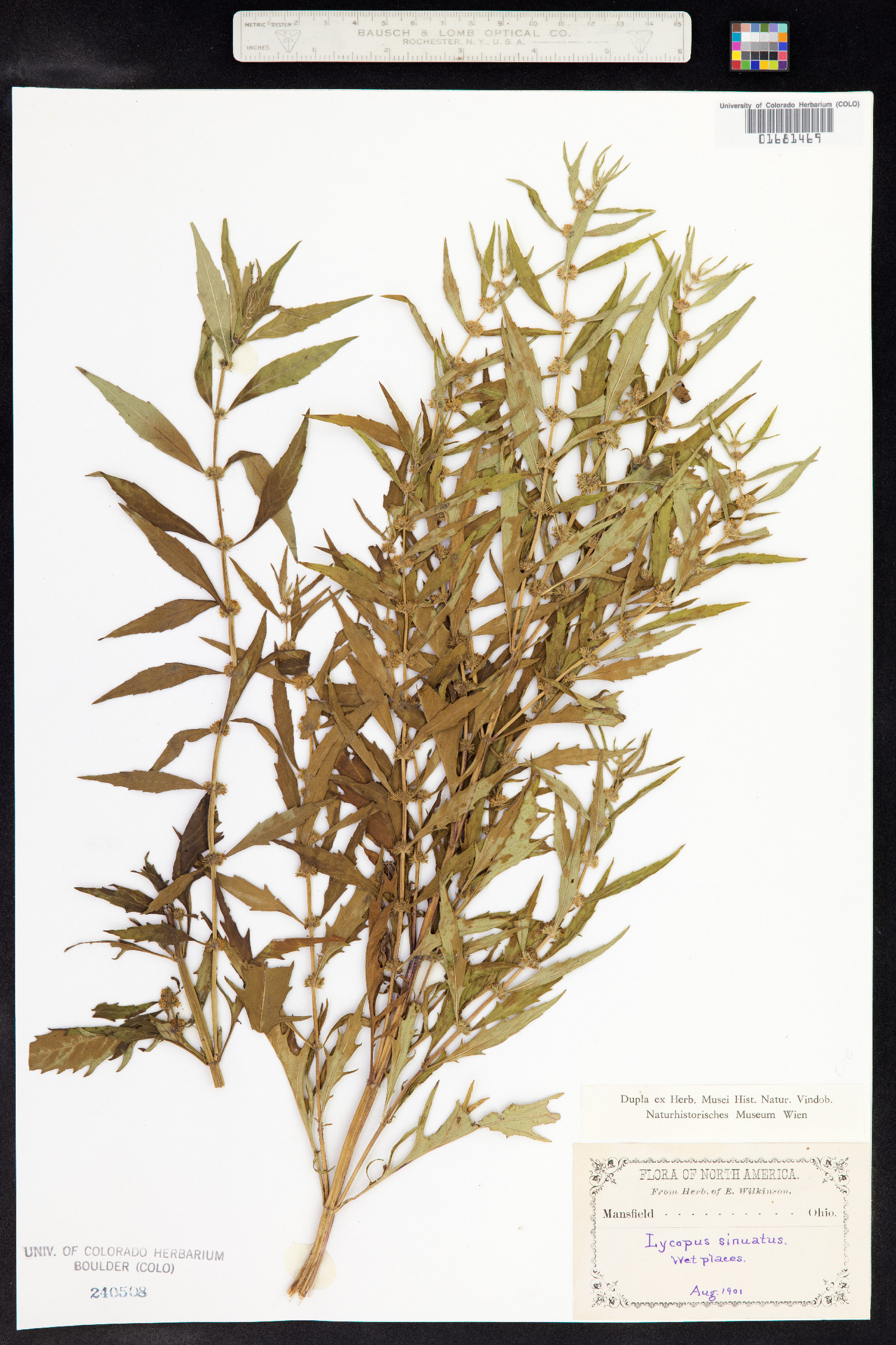 Lycopus americanus image