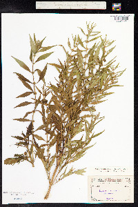 Lycopus americanus image