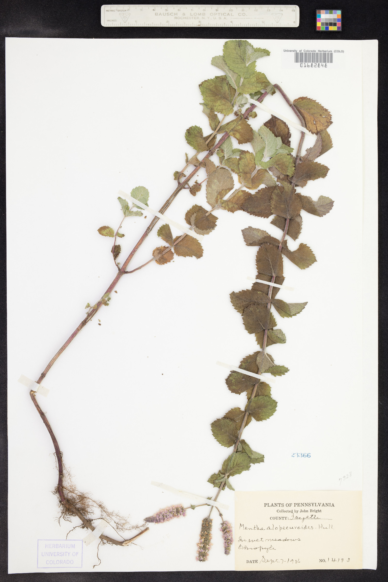 Mentha X villosa image