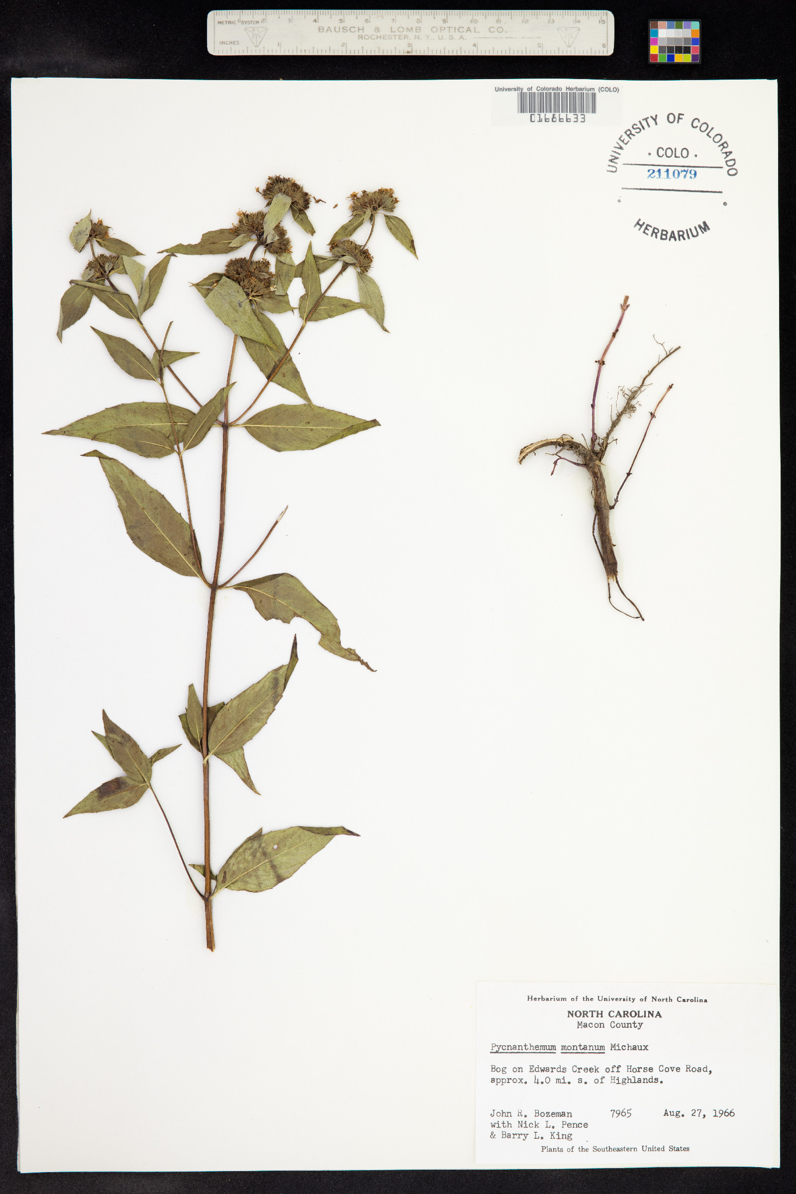 Pycnanthemum montanum image