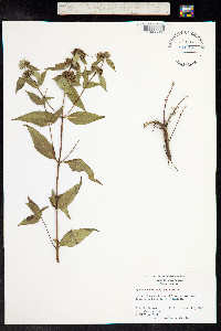 Pycnanthemum montanum image