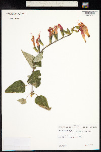 Salvia fulgens image
