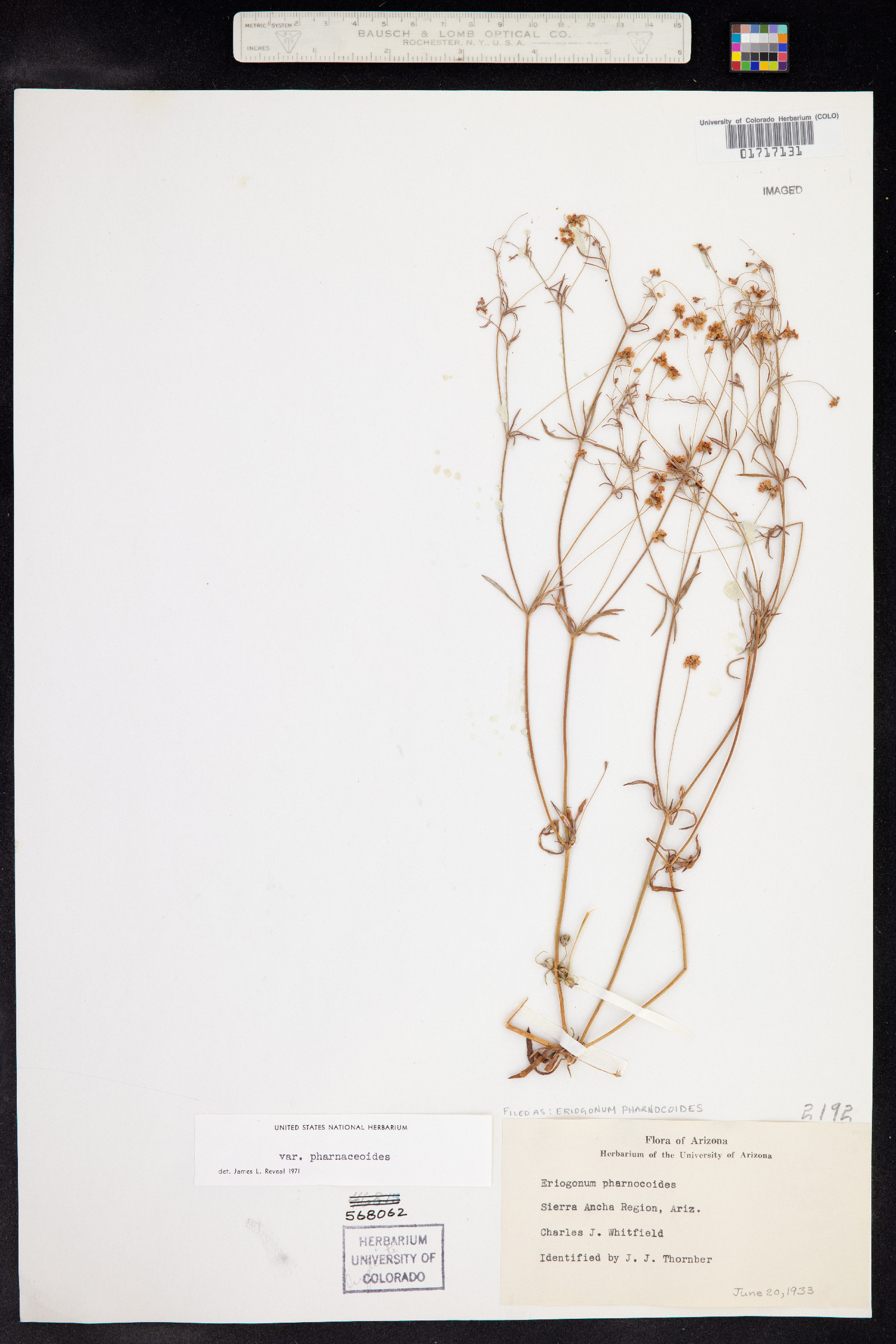 Eriogonum pharnaceoides image