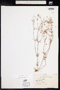 Eriogonum pharnaceoides image