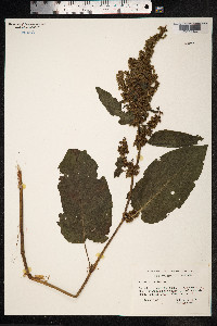 Rumex obtusifolius image
