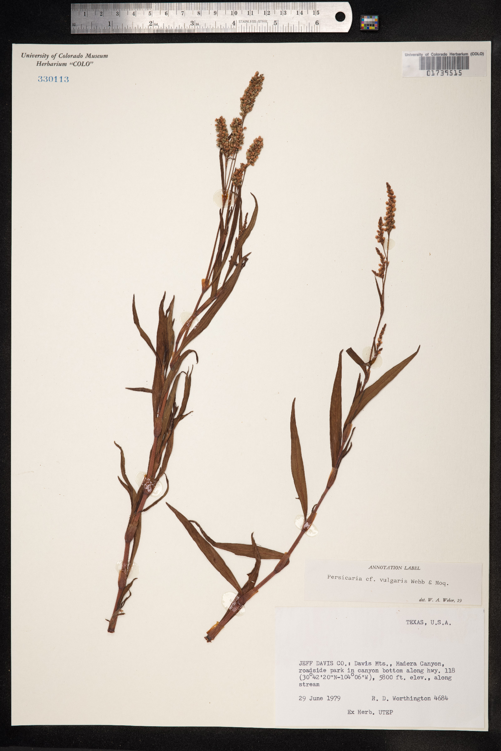 Persicaria maculosa image