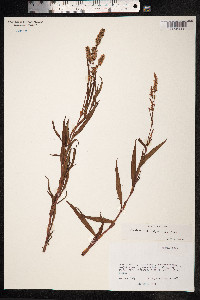 Persicaria maculosa image