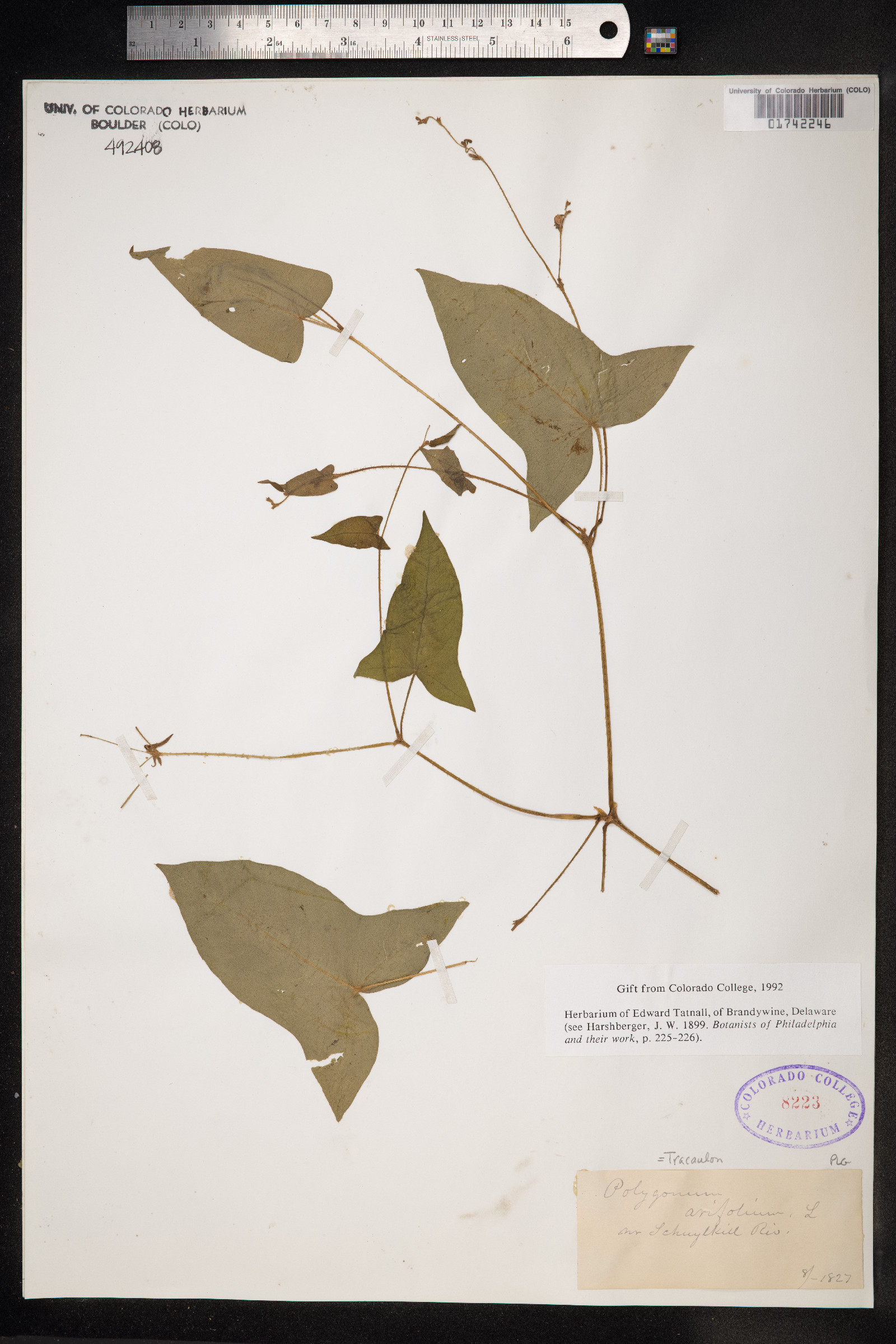 Persicaria arifolia image