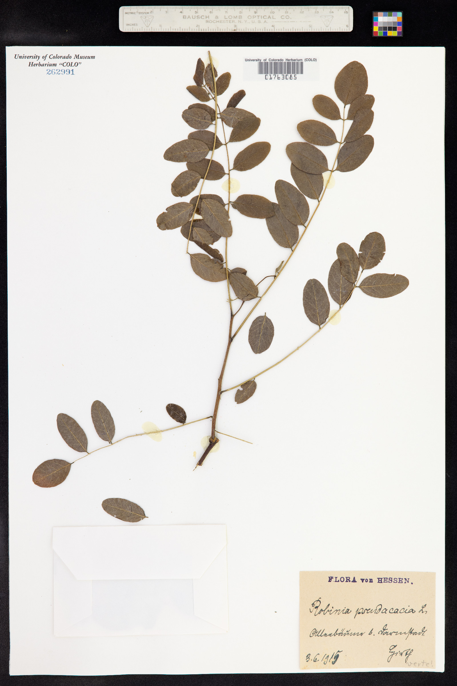 Robinia pseudoacacia image