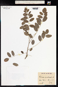 Robinia pseudoacacia image