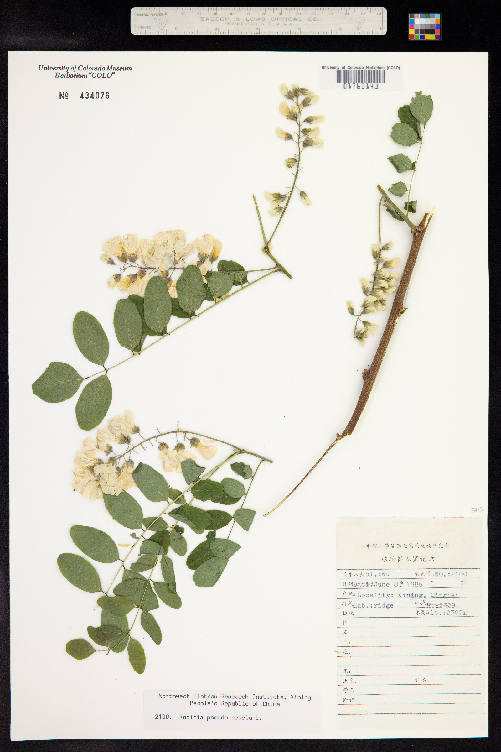 Robinia pseudoacacia image