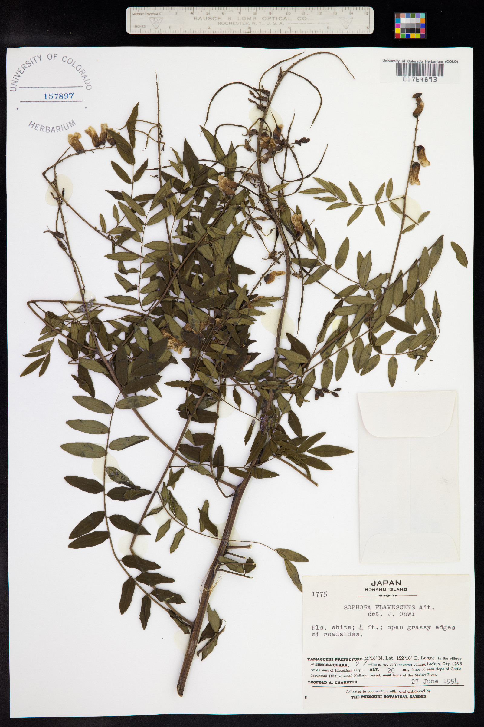 Sophora flavescens image