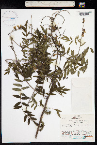 Image of Sophora flavescens