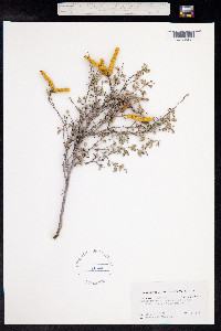 Prosopis reptans image