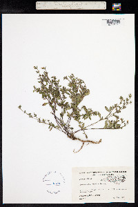 Image of Stylosanthes biflora