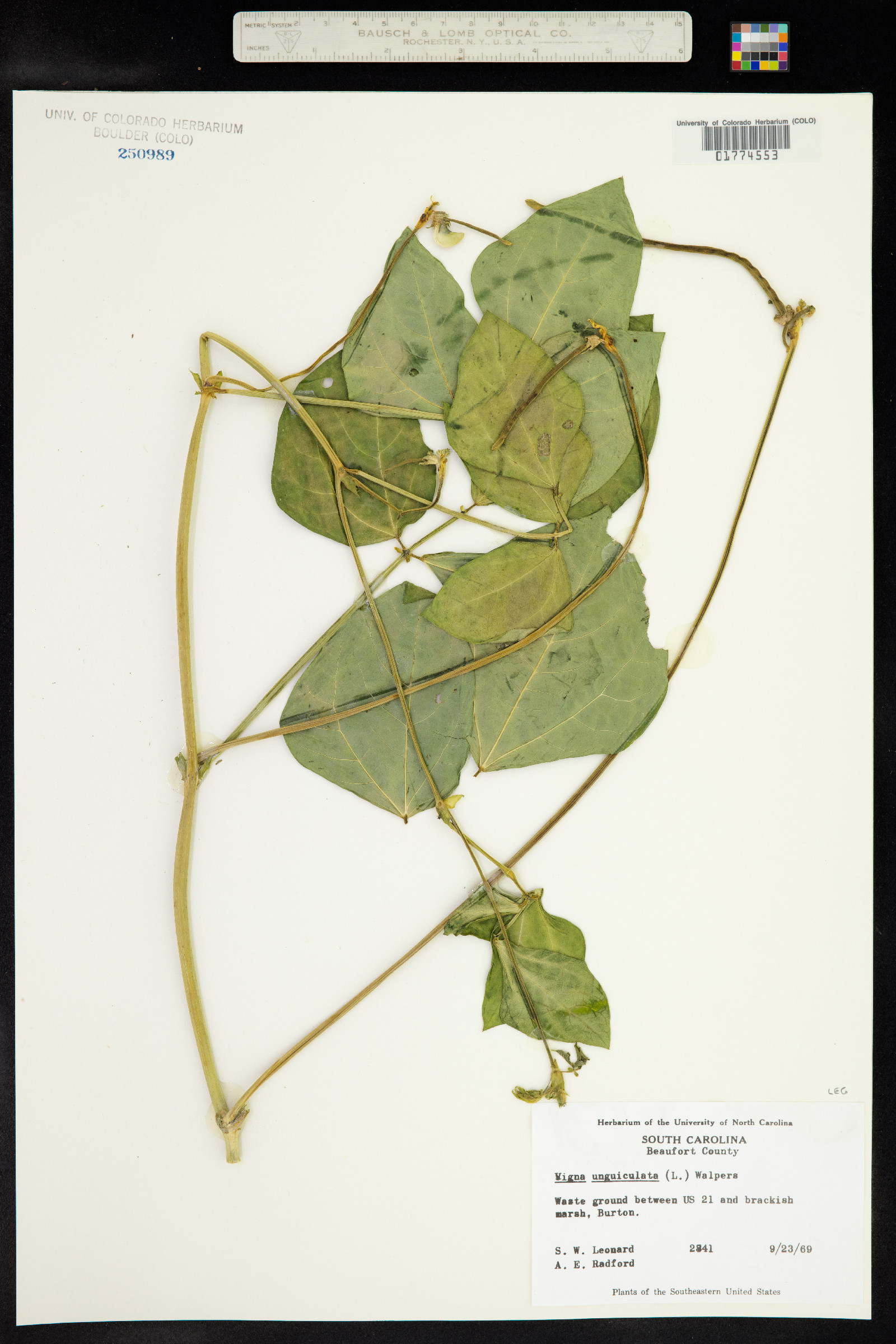 Vigna unguiculata image