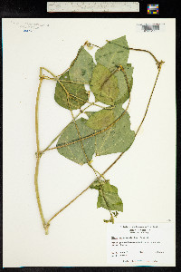 Vigna unguiculata image