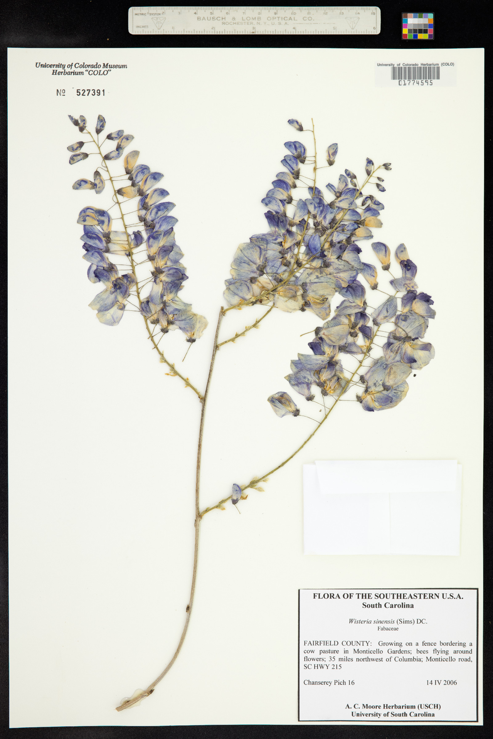 Wisteria sinensis image