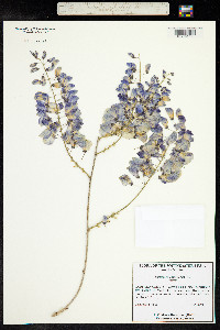 Wisteria sinensis image