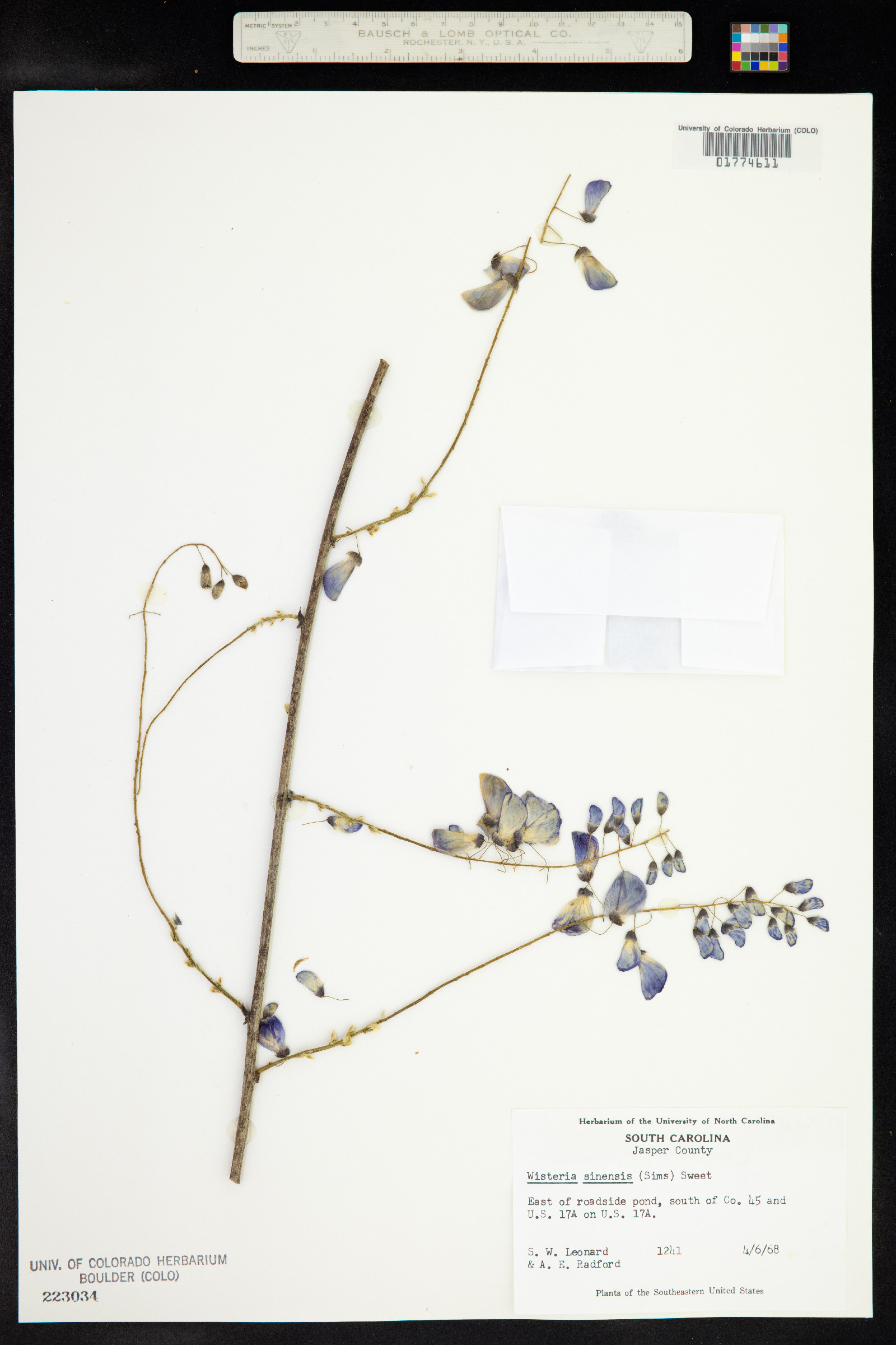 Wisteria sinensis image