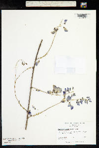 Wisteria sinensis image