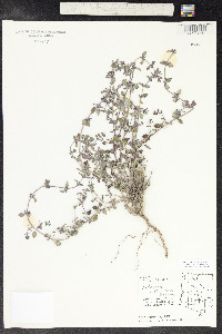 Hedeoma nana image