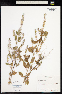 Mosla scabra image