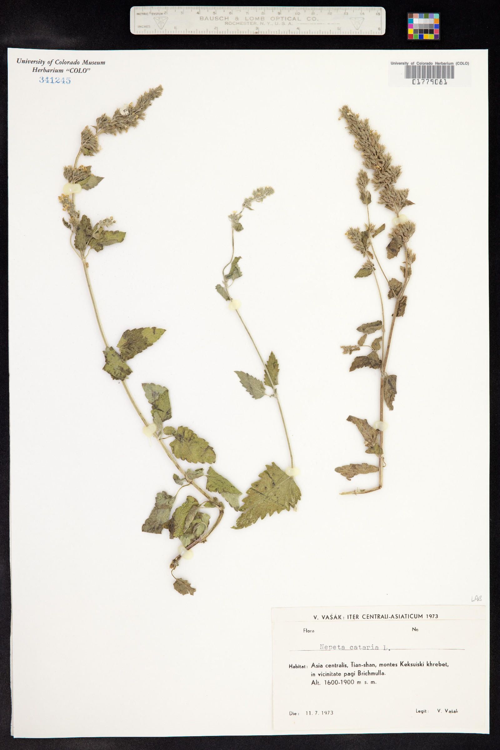 Nepeta cataria image