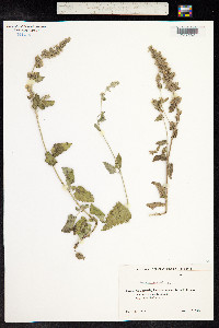 Nepeta cataria image