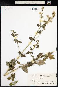 Nepeta cataria image