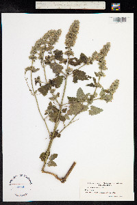 Nepeta cataria image