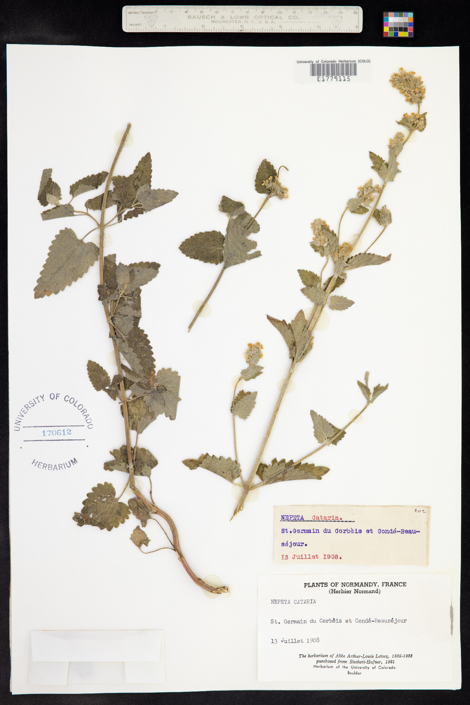 Nepeta cataria image