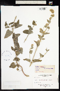 Nepeta cataria image