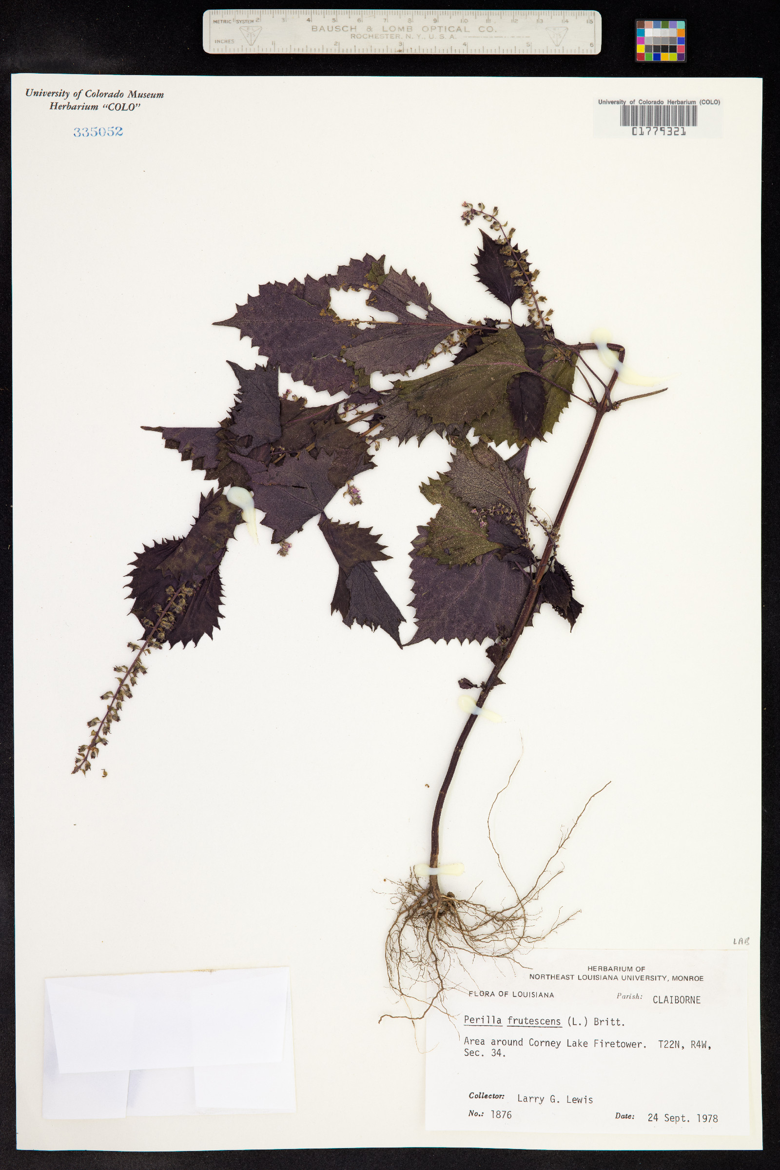 Perilla frutescens image