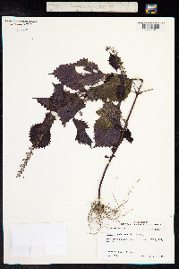Perilla frutescens image